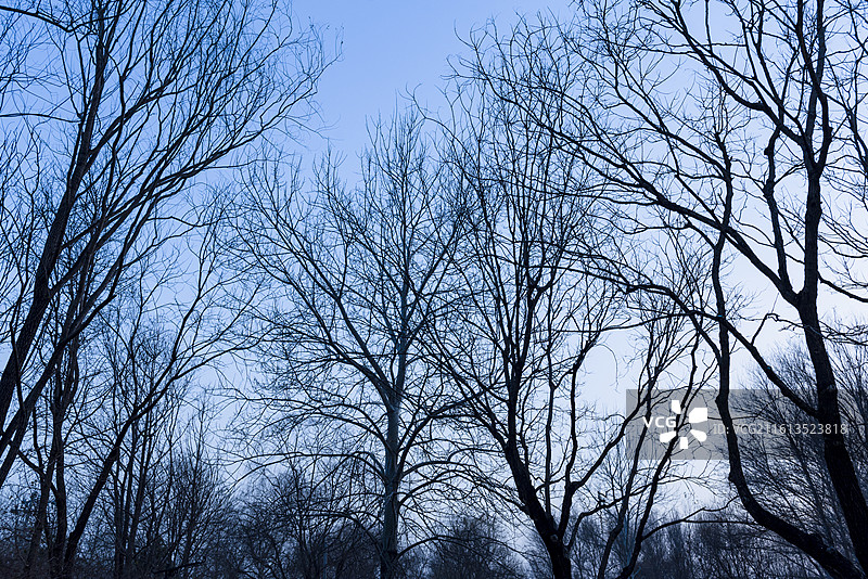 冬天的树冠 无叶树冠 抽象图案图片素材