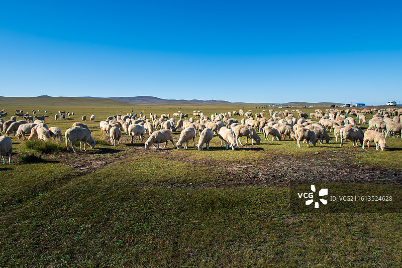 呼伦贝尔草原图片素材