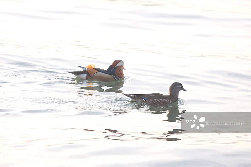 夕阳下的西湖图片素材