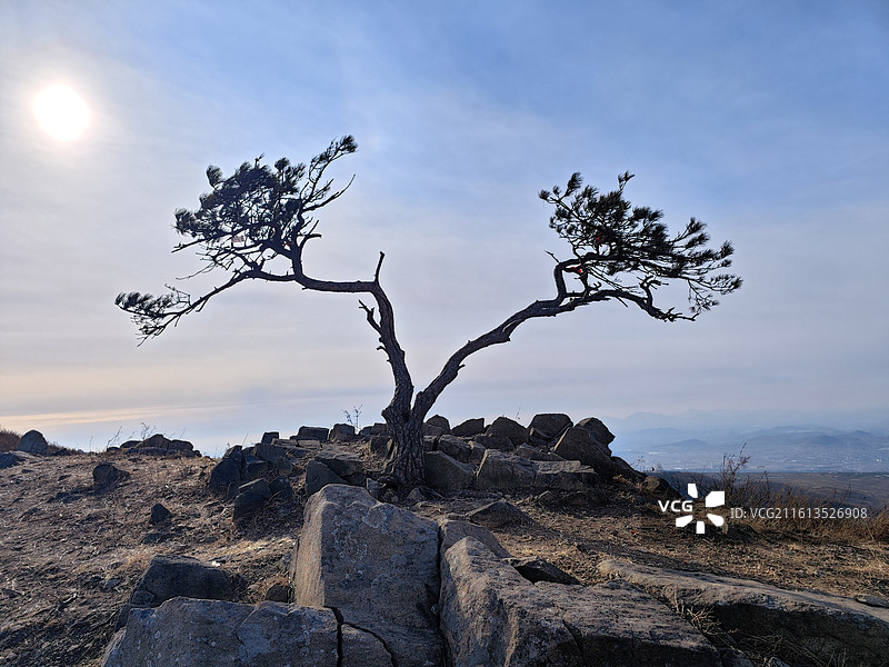 元旦，冬天的莒县梁甫山山顶的松树图片素材