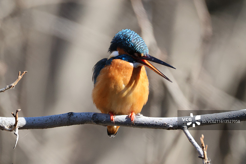 普通翠鸟站在枝头图片素材