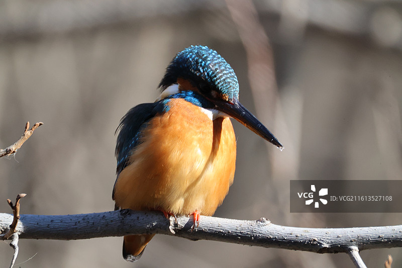 普通翠鸟站在枝头图片素材