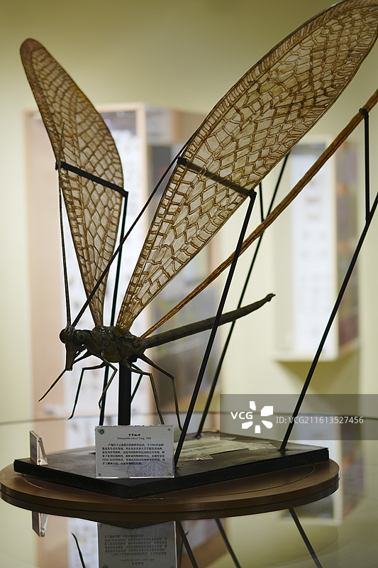 昆虫标本图片素材