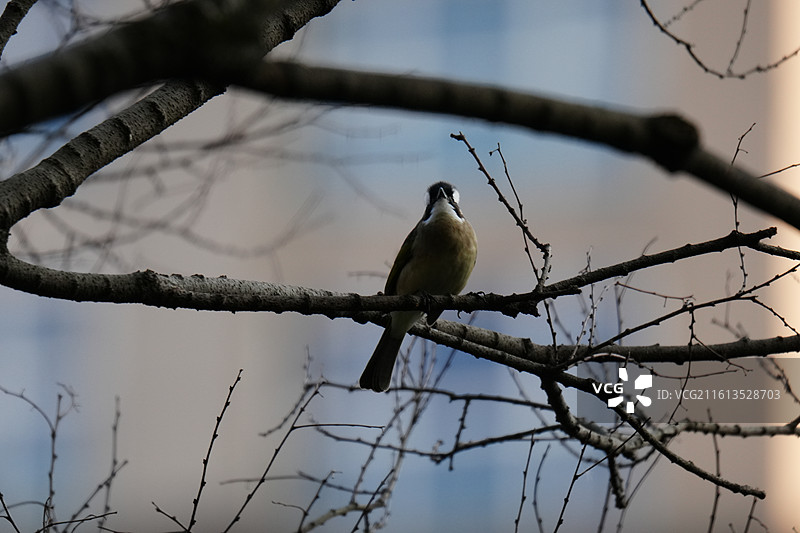 中山公园 白头鹎 树枝图片素材