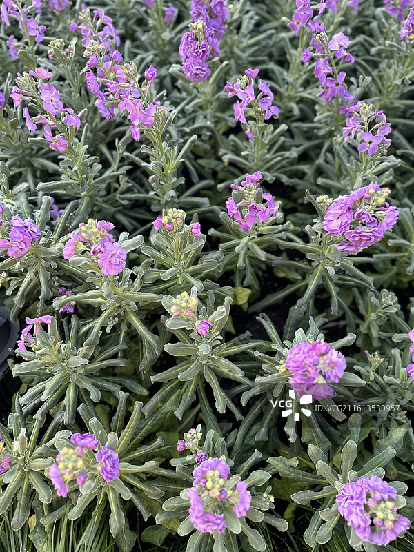 扬州个园图片素材