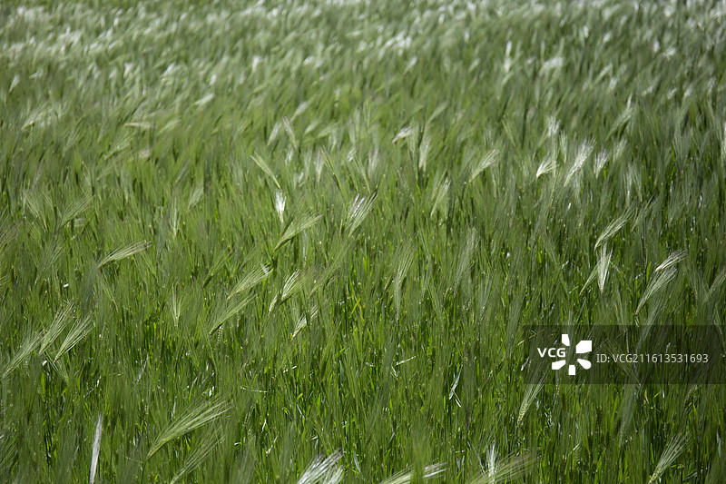 木斯塘图片素材