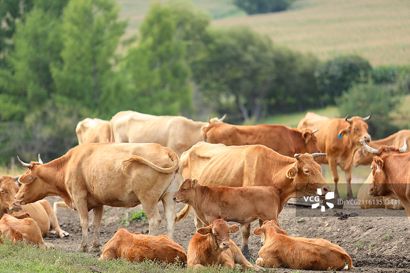 延边牧场图片素材