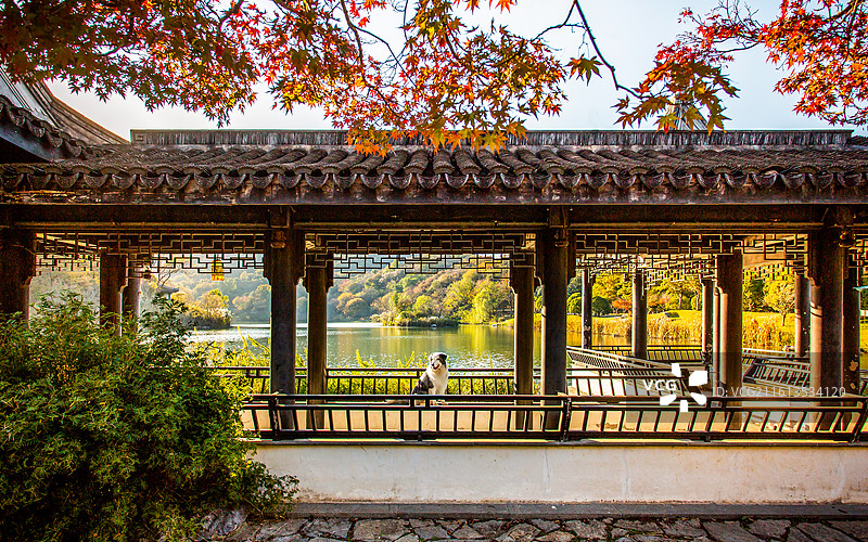 秋日里坐在镇江南山风景区珍珠湖畔水榭中的一只陨石色边境牧羊犬图片素材