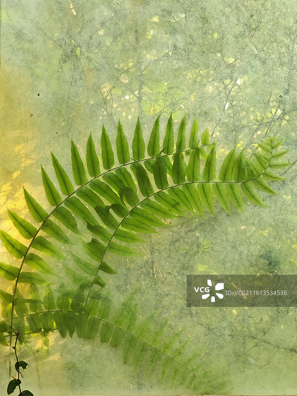 隔着玻璃窗肆意生长的蕨类植物图片素材