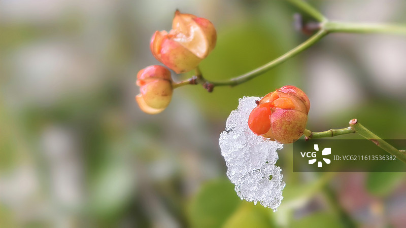 冰雪覆盖的冬青卫矛的果实图片素材