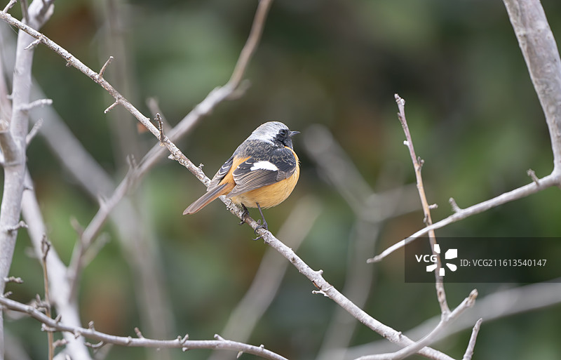 崇明岛北红尾鸲雄鸟特写图片素材