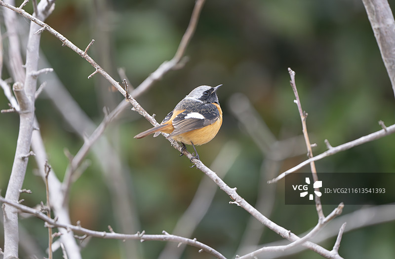 崇明岛北红尾鸲雄鸟特写图片素材