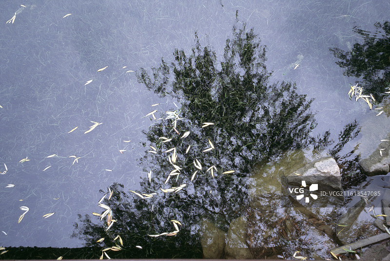 湖面上漂浮的鱼的高角度视图图片素材