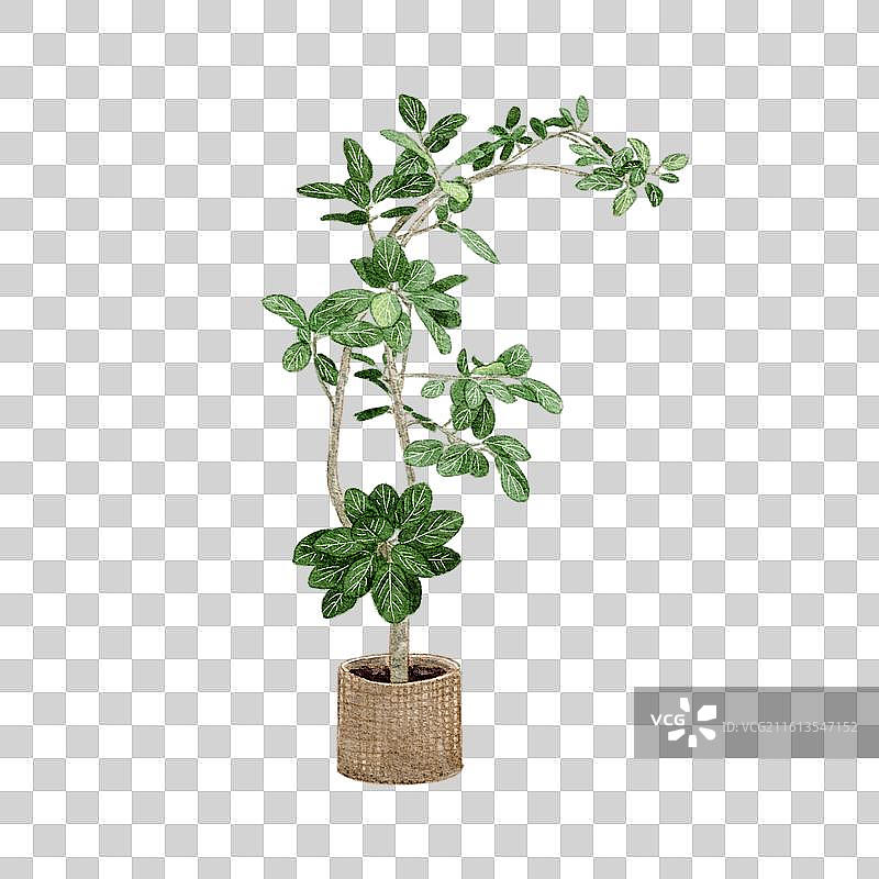 高山榕图片素材