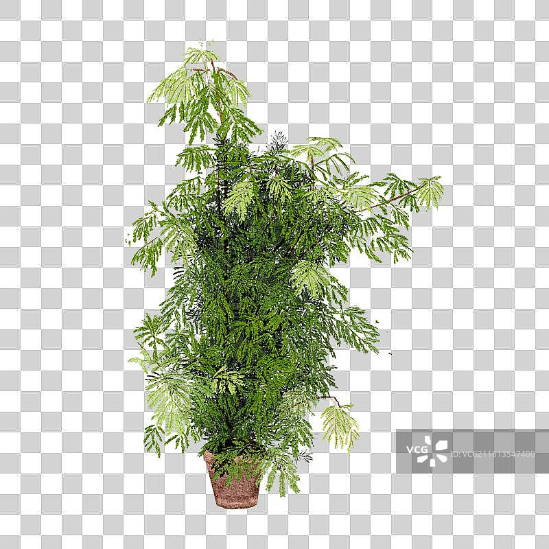 密叶猴耳环图片素材