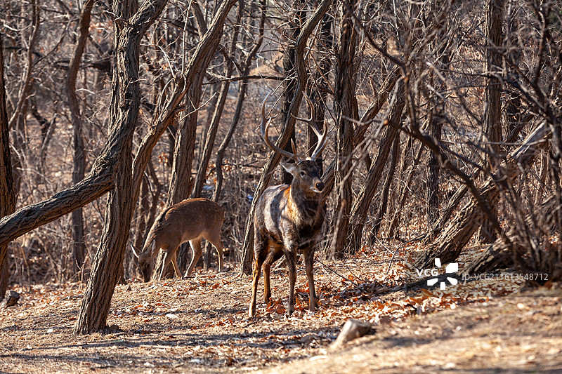 冬季树林中的雄性梅花鹿图片素材
