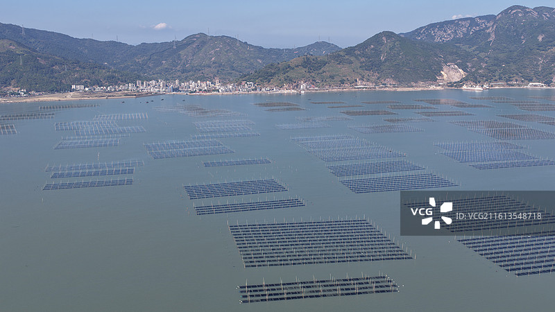 福建连江：采收“头水”紫菜图片素材