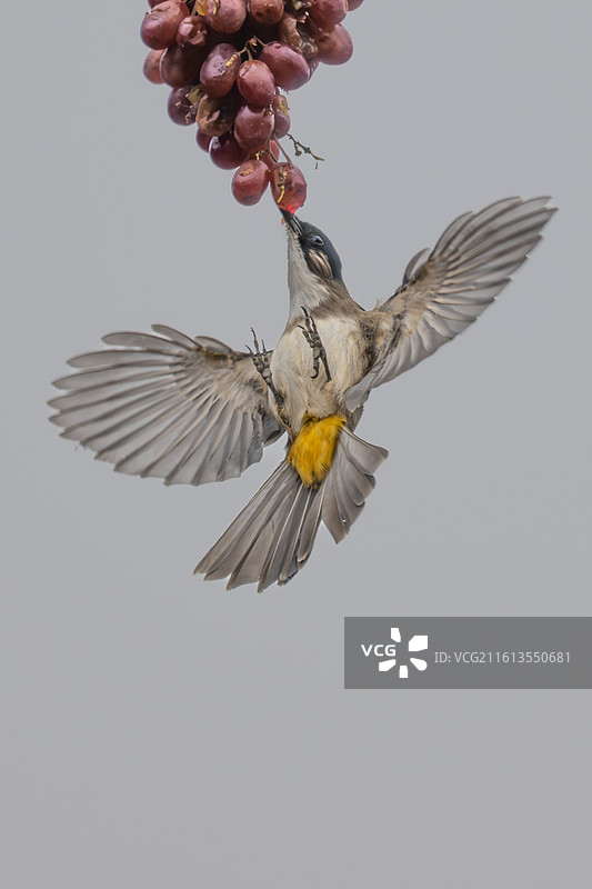 黄臀鹎图片素材