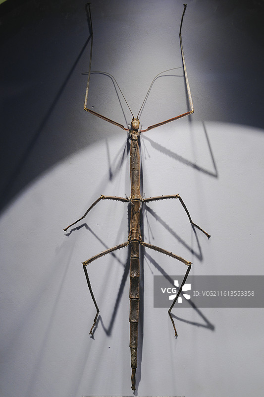 昆虫标本图片素材