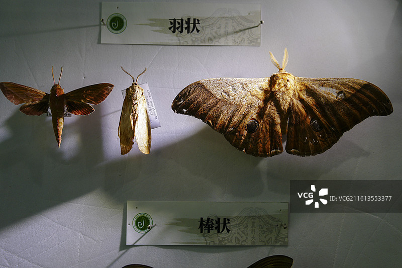 昆虫标本图片素材
