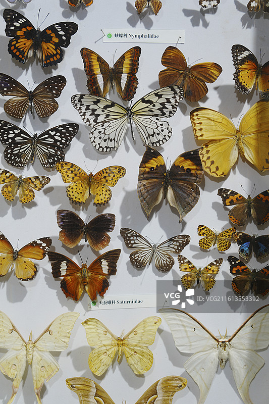 昆虫标本图片素材