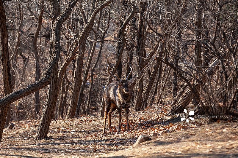 冬季树林中的雄性梅花鹿图片素材