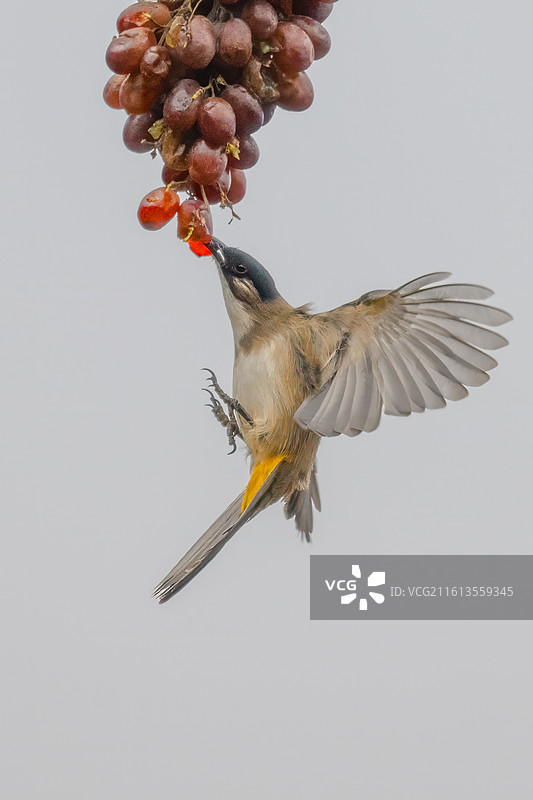 黄臀鹎图片素材