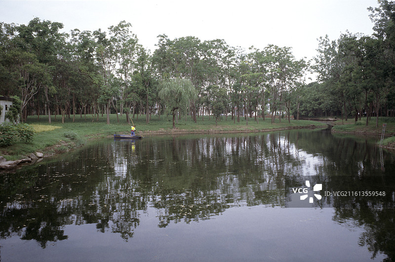 公园里的树顶着天空图片素材