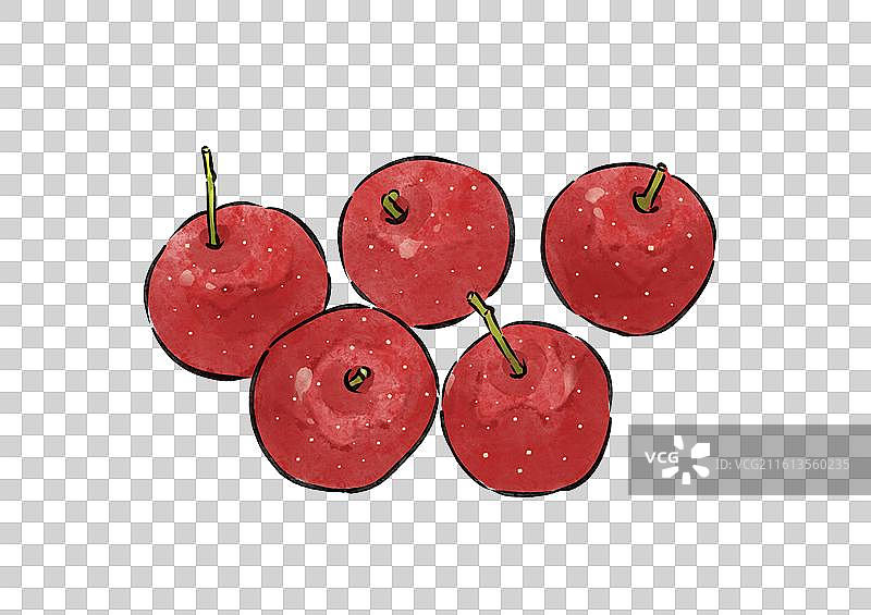 山楂草药中药药材中医健康养生手绘插画元素图片素材