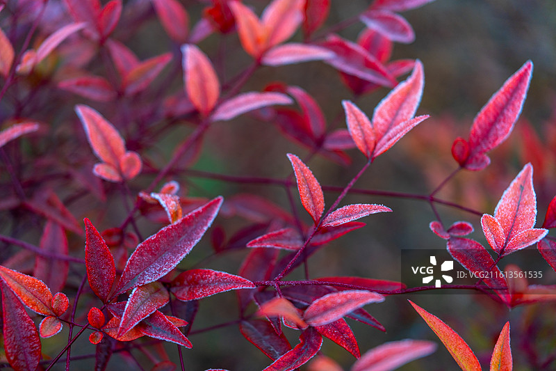 寒冷霜降节气、下霜的南天竹图片素材