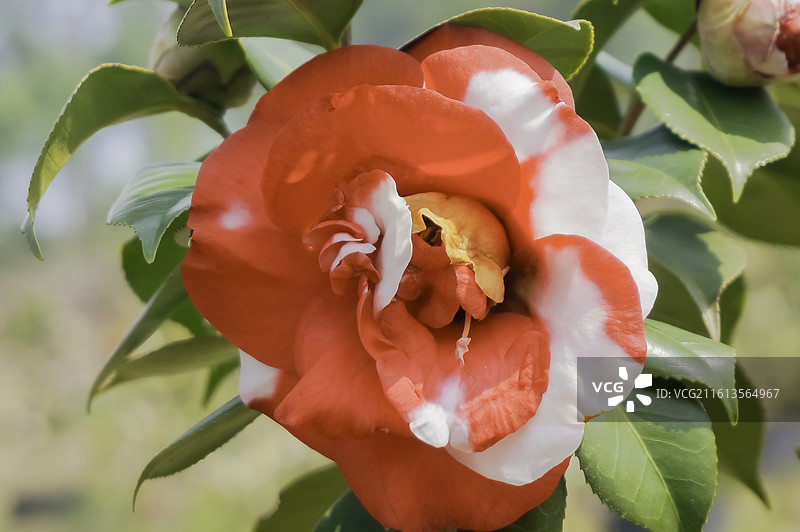 红色茶花，粉红色茶花，白色茶花，红白双色茶花，黄色花蕊图片素材