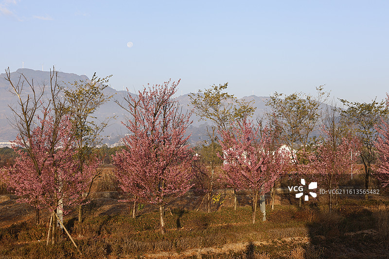 冬樱花图片素材