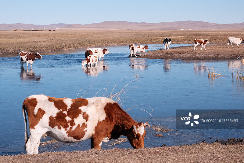 呼伦贝尔 牛群图片素材