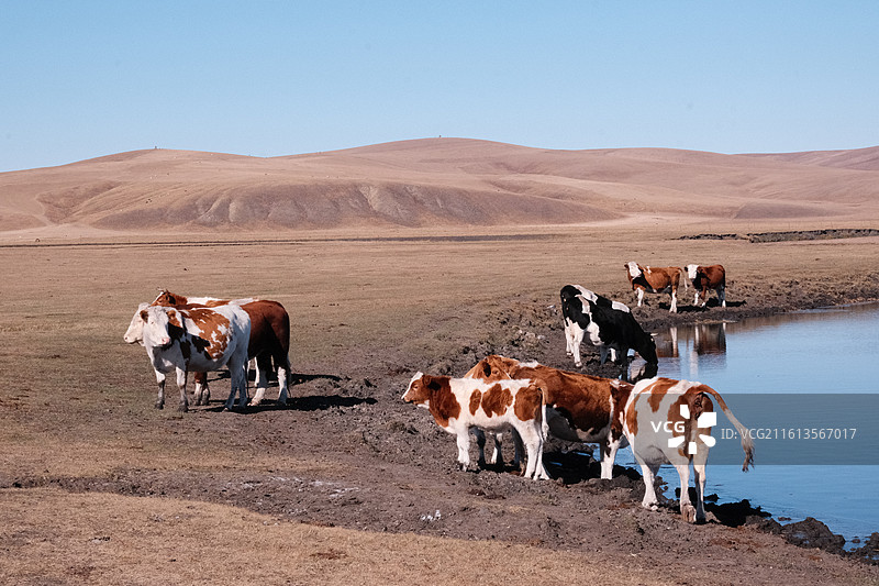 呼伦贝尔 牛群图片素材