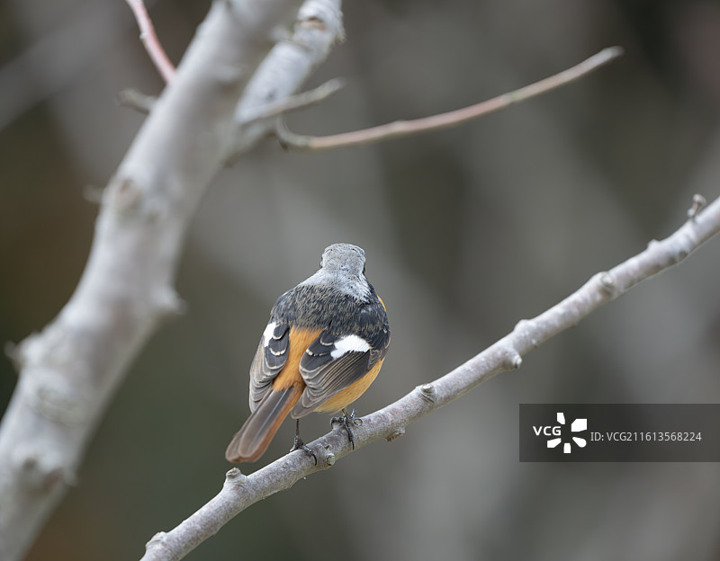 崇明岛北红尾鸲雄鸟特写图片素材