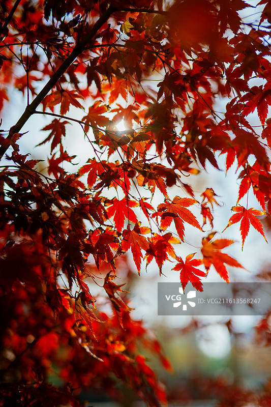 秋天枫叶在树上的特写镜头图片素材