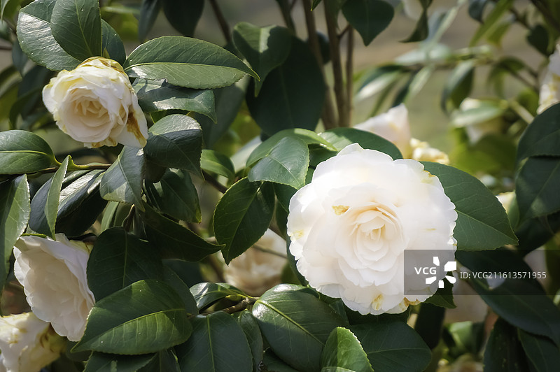 红色茶花，粉红色茶花，白色茶花，红白双色茶花，黄色花蕊图片素材