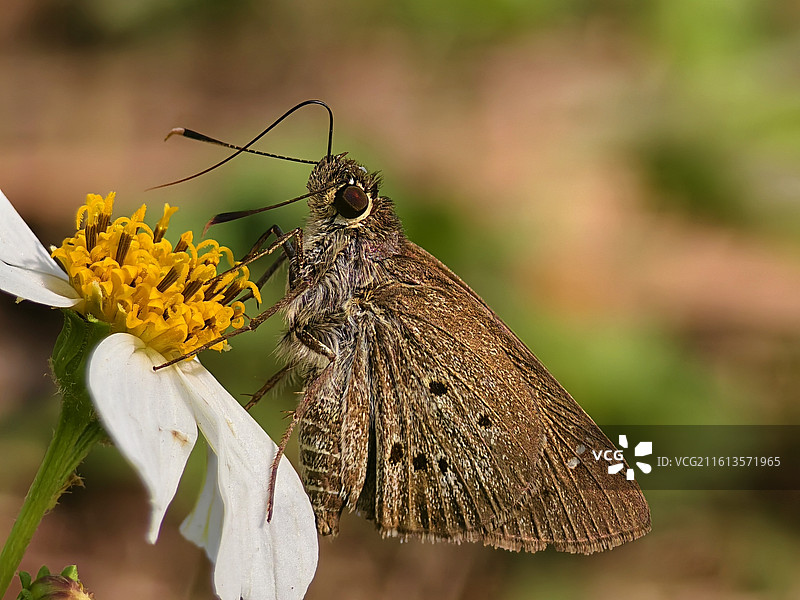 阳光下的弄蝶特写镜头图片素材