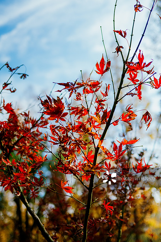 秋天枫叶在树上的特写镜头图片素材