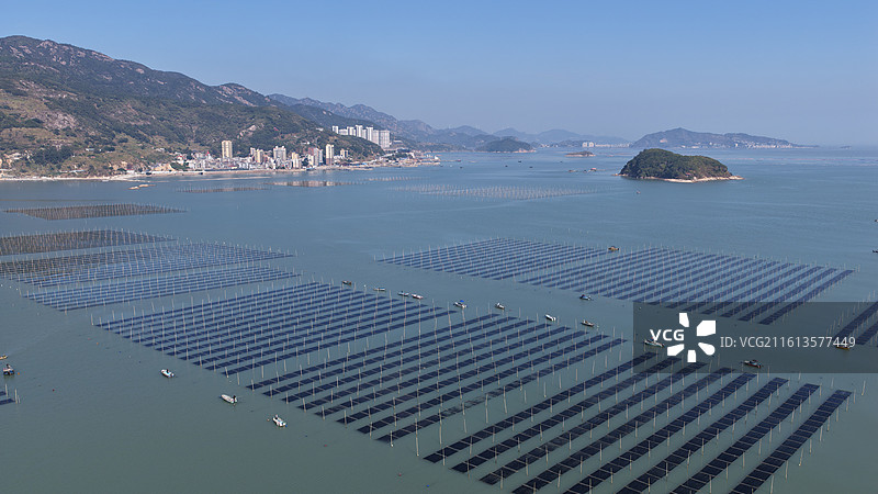 福建连江：采收“头水”紫菜图片素材