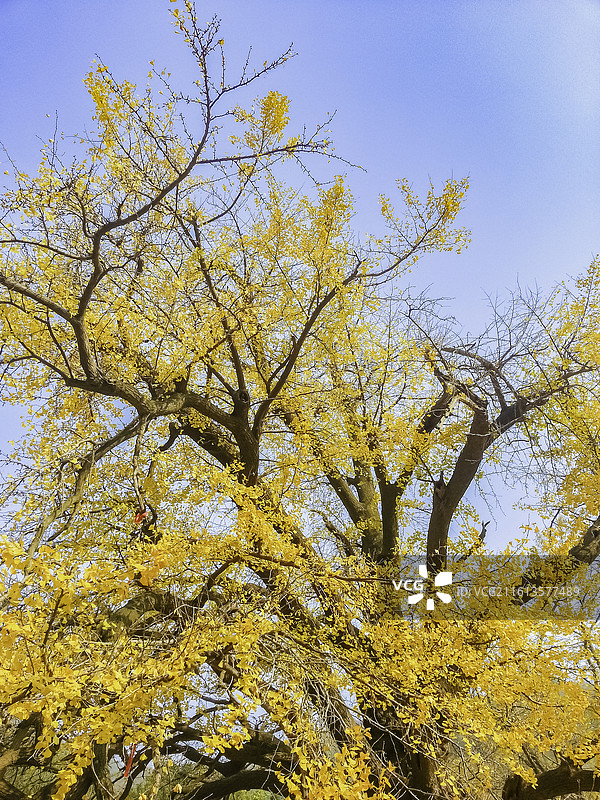 湖北孝感，安陆钱冲银杏谷：2500年的“虚怀若谷”银杏树，金黄色树叶和落叶图片素材