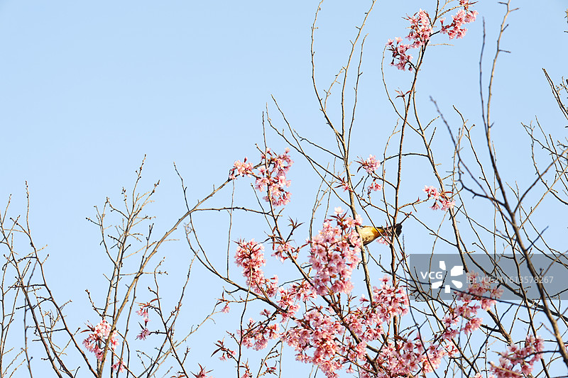 冬樱花图片素材