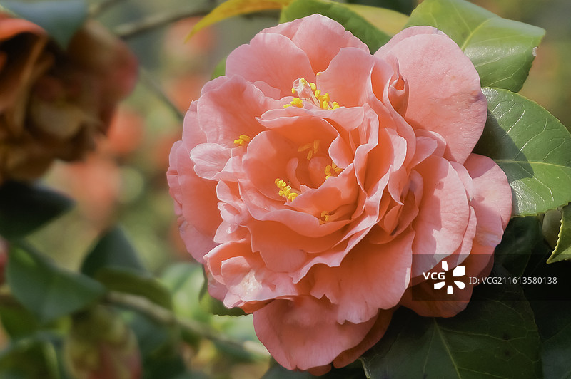 红色茶花，粉红色茶花，白色茶花，红白双色茶花，黄色花蕊图片素材