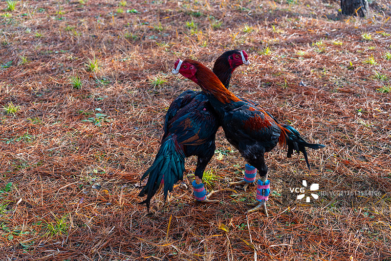 公园里斗鸡表演训练图片素材