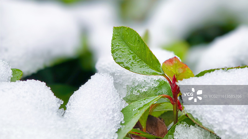 冰雪覆盖的植物图片素材