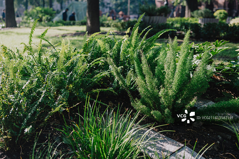 城市街道上的植物特写镜头图片素材
