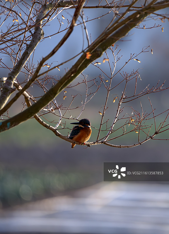 崇明岛翠鸟特写图片素材