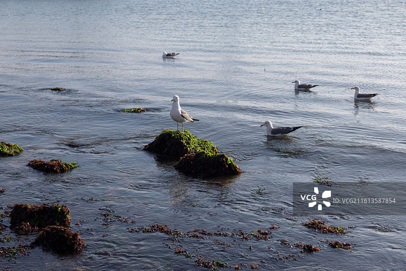海鸥图片素材