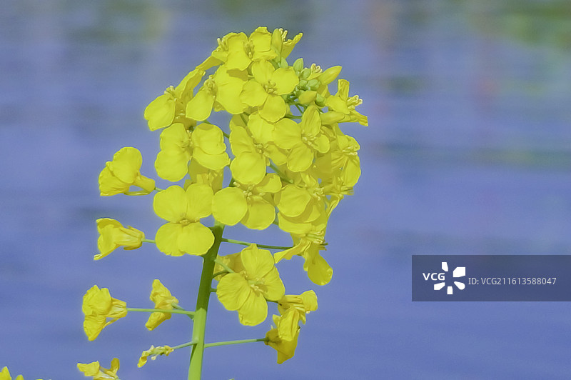 蜜蜂，油菜花，碧水，采蜜图片素材