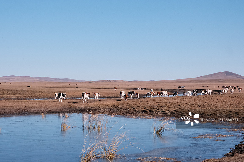 呼伦贝尔 牛群图片素材